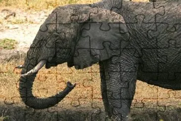 Elefante in piedi ancora