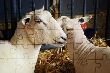État Fair Sheep
