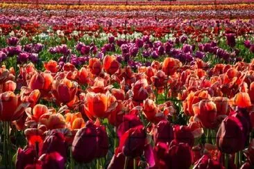 Tulip Farm jigsaw puzzle