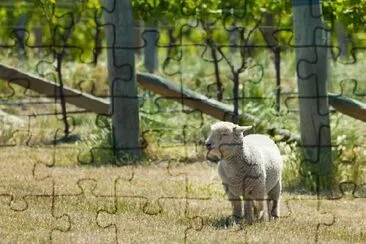 Babydoll Sheep jigsaw puzzle