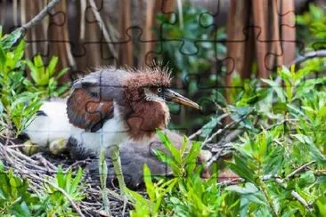 Fluffy Heron Chick jigsaw puzzle