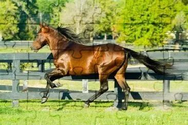 Running Stallion in Pasture jigsaw puzzle