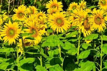 Field of Sunflowers jigsaw puzzle