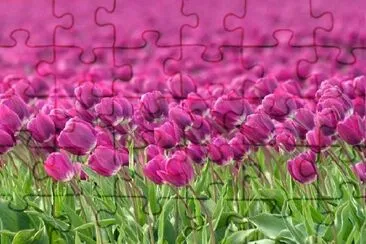 Dutch Tulip Field jigsaw puzzle