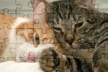 Furry Brothers jigsaw puzzle