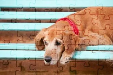 Dog Resting on a Bench jigsaw puzzle