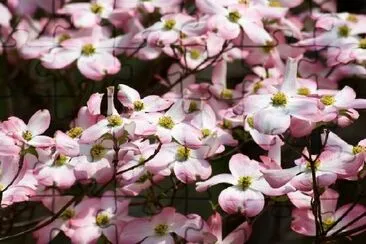 Pink Flowering Dogwood jigsaw puzzle