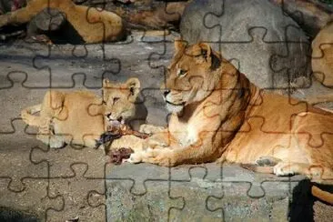 Lions Eating jigsaw puzzle