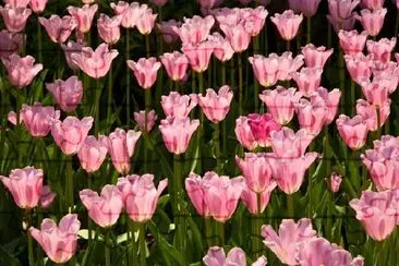 Pink Tulips jigsaw puzzle