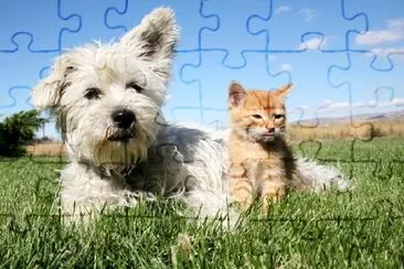 Hund och kattunge