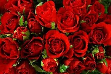 Roses jigsaw puzzle