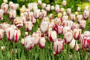 Tulips jigsaw puzzle