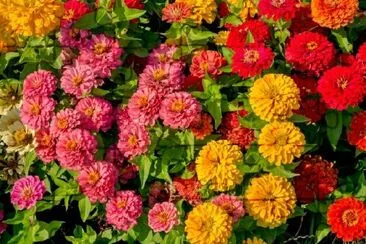 Färgglada blommor på sommaren