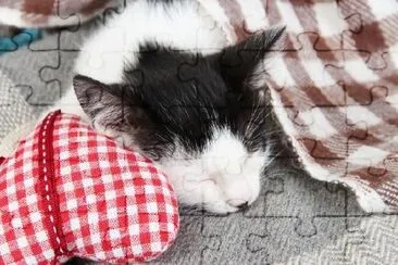 Gattino addormentato sulla coperta
