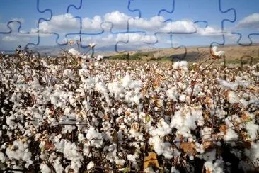 Cotton field, Northern Israel jigsaw puzzle
