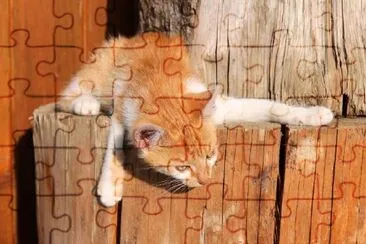 Red Kitten on a Ledge jigsaw puzzle
