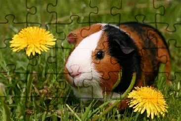 Guinea Pig  jigsaw puzzle