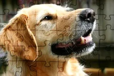 Golden Retriever jigsaw puzzle