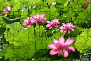 Pink Water Lilies jigsaw puzzle