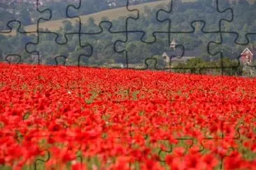 Poppy Field jigsaw puzzle