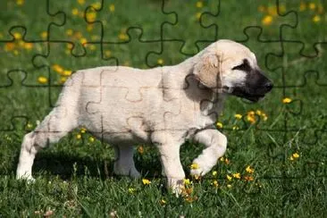 Giovane cane Kangal giocando