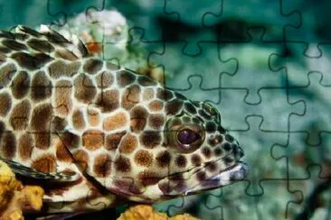 Coral Grouper
