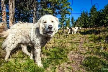 Кучето на Шепард, което гледа овце