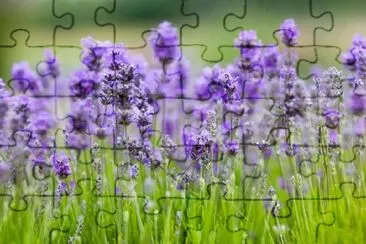 Lavender jigsaw puzzle