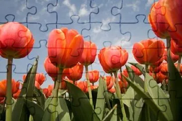 Tulip Field jigsaw puzzle
