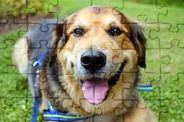 En vilande hund