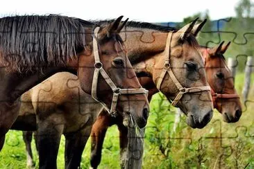 Trois chevaux