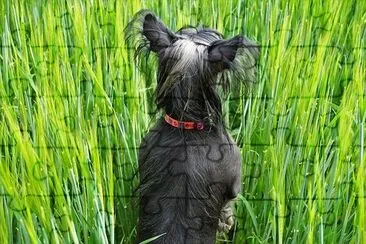 куче в зърното