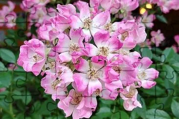 Pink Note Mozart Rose jigsaw puzzle