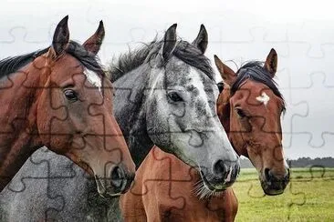 3 Horses jigsaw puzzle
