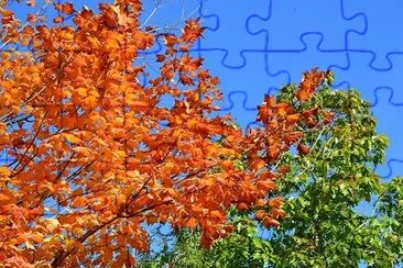 Autumn Leaves jigsaw puzzle