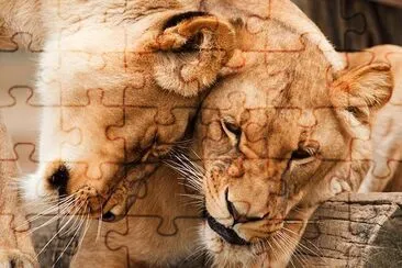 2匹の大型猫