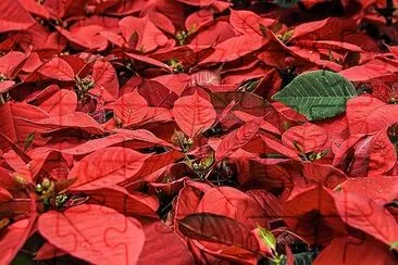  Poinsettia Christmas Flower jigsaw puzzle