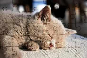 коте