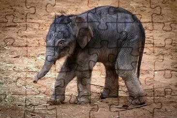Baby elefant