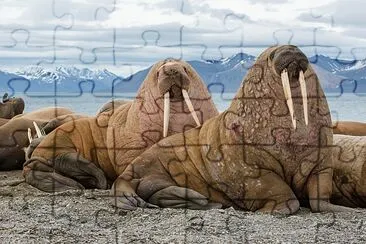 Il tricheco è un mammifero marino