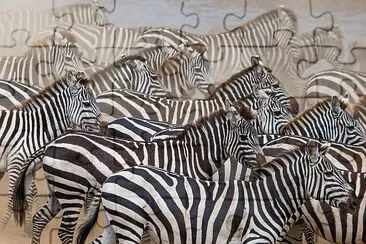 Grupp av zebror i dammet. Kenya. Tanzania