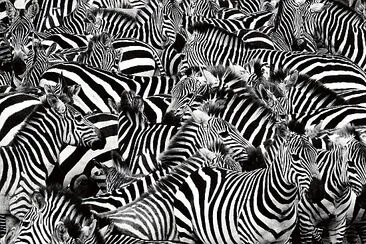 Mandria di zebre ben imballata