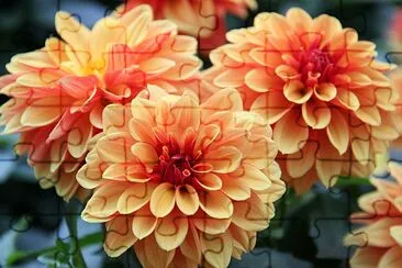 I fiori della dalia sono colorati e arancioni