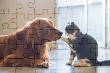 פאזל של כלב הזהב והחתלתול מתקרבים