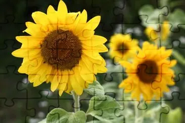 Happy sunflower flowers close up jigsaw puzzle
