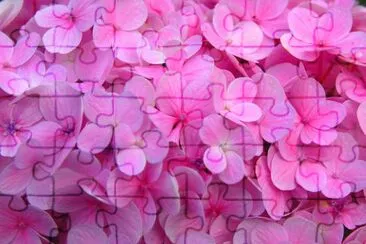 Hydrangea flowers texture jigsaw puzzle