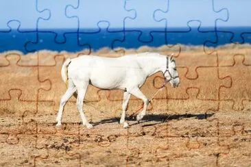 פאזל של סוס יפהפה לבן על מרעה על שפת הים