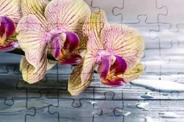 Orchid flower on blue wooden background jigsaw puzzle