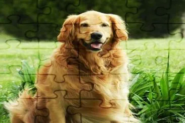 Golden labrador retriever puppy in swimming pool jigsaw puzzle