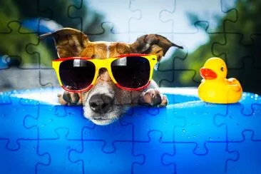 Chien sur matelas pneumatique bleu dans de l'eau rafraîchissante